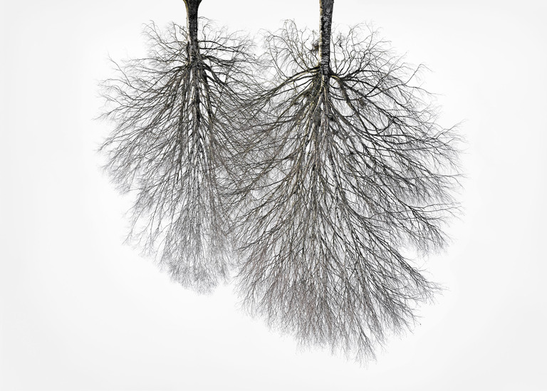 Being 48°1'56.502" N 11°5'26.91" E (Tree Crowns 19)