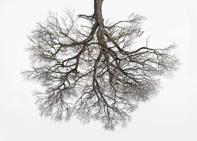 Being 48°4'45.78" N 11°8'36.348" E (Tree Crowns 04)