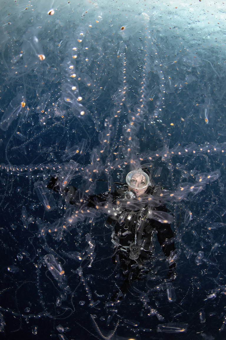 A tunicate soup