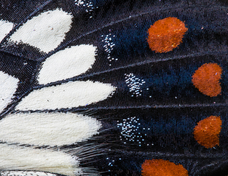 Dainty swallowtail