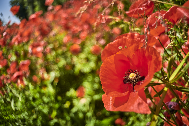 Roter-Mohn_1