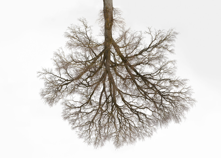 Being 47°57'17.502" N 11°3'47.25" E (Tree Crowns 12)