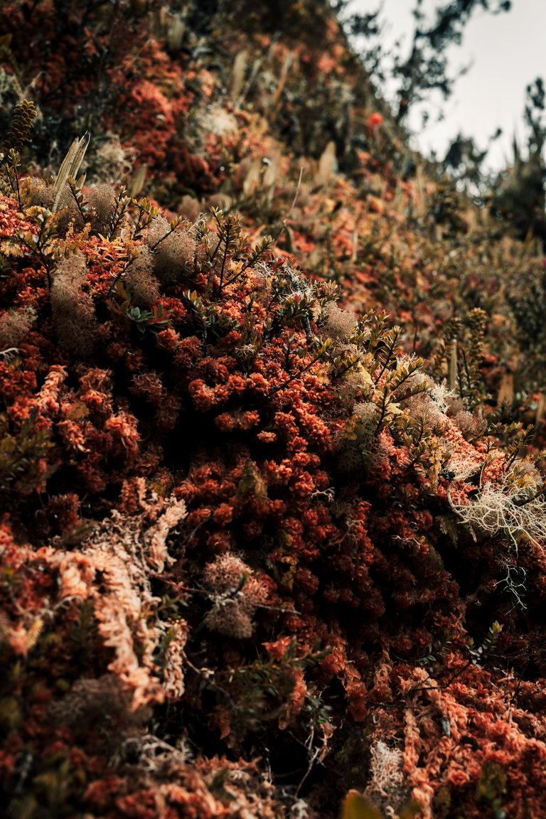 the flora in the peruvian andes