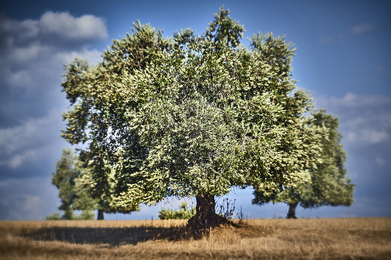 Toscana-Retro_Terra_06