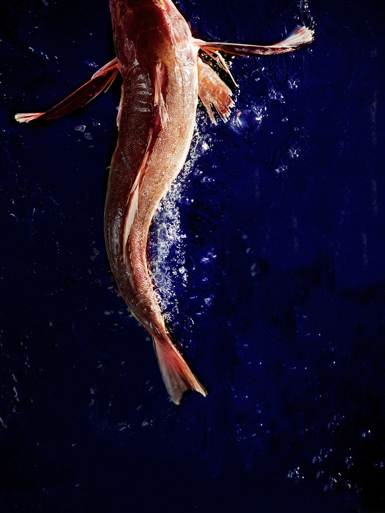 Knurrhahn