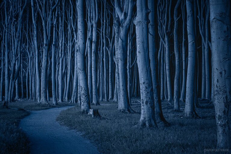 GHOST FOREST AT FULL MOON