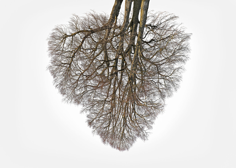 Being 47°57'17.502" N 11°3'47.25" E (Tree Crowns 23)